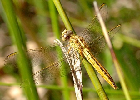 Crocothemis nigrifrons