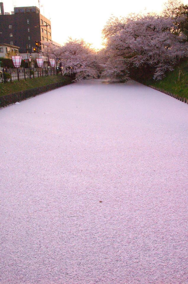 Votre moment de zen : un cours d'eau couvert de pétales de cerisiers. Hirosaki, Aomori, Japon.