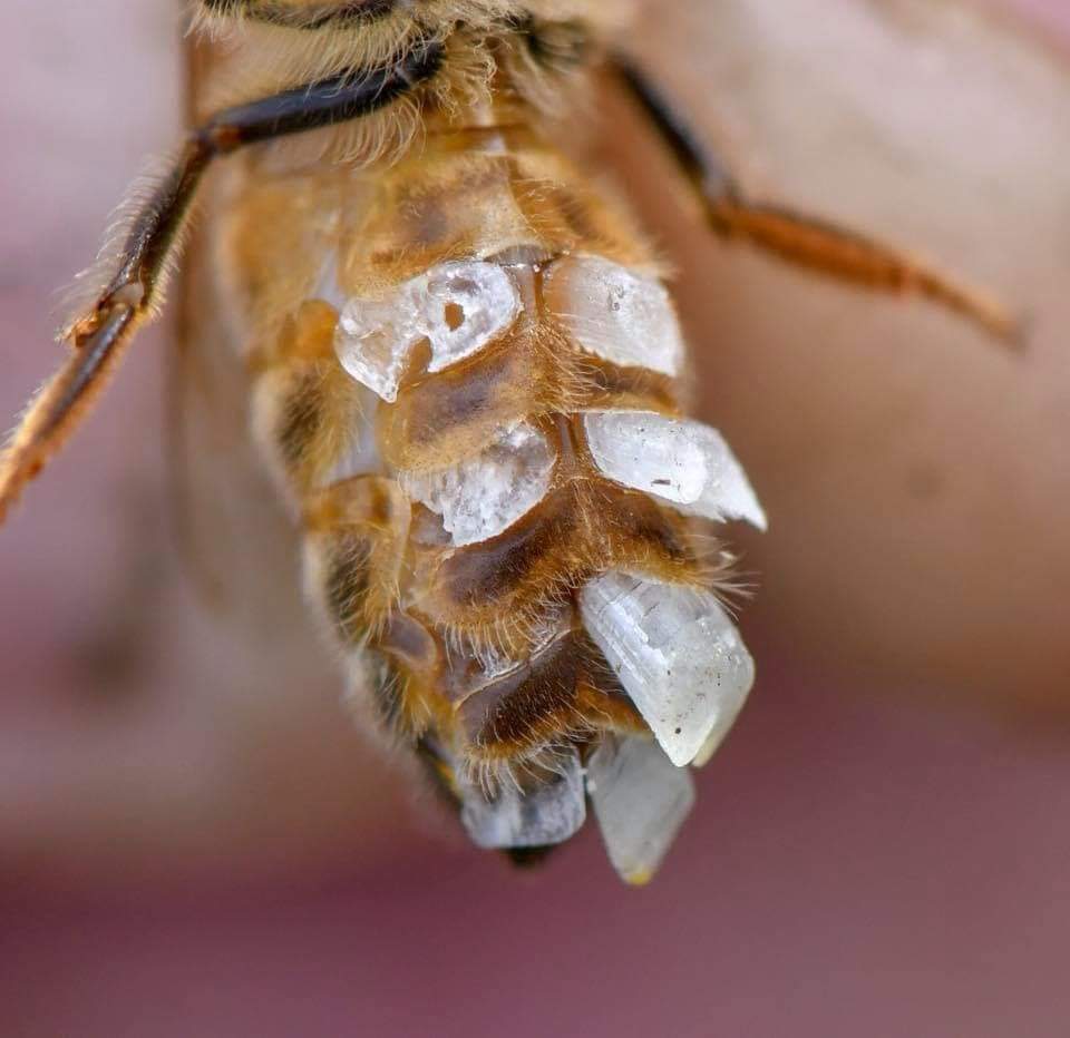 La cire d'abeille est produite par 4 paires de glandes cirières sur la face ventrale de l’abdomen. Elle démarre sous forme d'écailles transparentes de cires qui deviennent opaques et jaune après mastication.