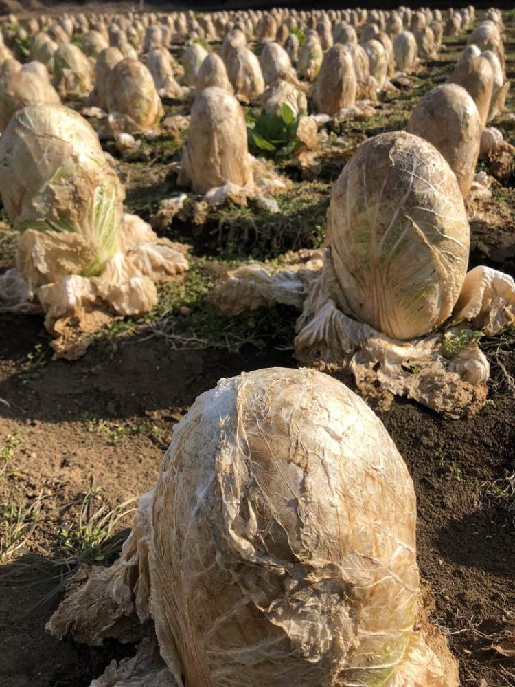 De nombreux fermiers Japonais ont délaissé leurs cultures de choux chinois pendant l'hiver, espérant obtenir de l'engrais naturel. Ils ont obtenu des œufs de xenomorphes à la place...