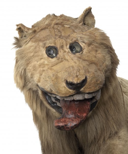 Le lion empaillé du château suédois de Gripsholm. Le taxidermiste ayant pratiqué la reconstitution de l'animal n'avait jamais vu de tel animal de son vivant.