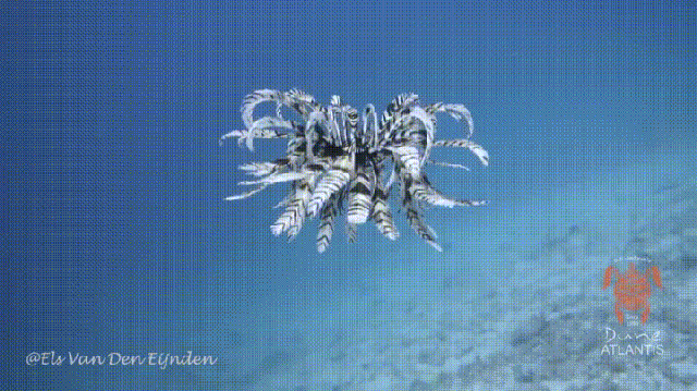 Etymozoo : Crinoïde, du grec krínon (fleur de lis) et eïdos (aspect). Groupe d'animaux appartenant aux échinodermes et apparentés aux oursins, étoiles et concombres de mer.