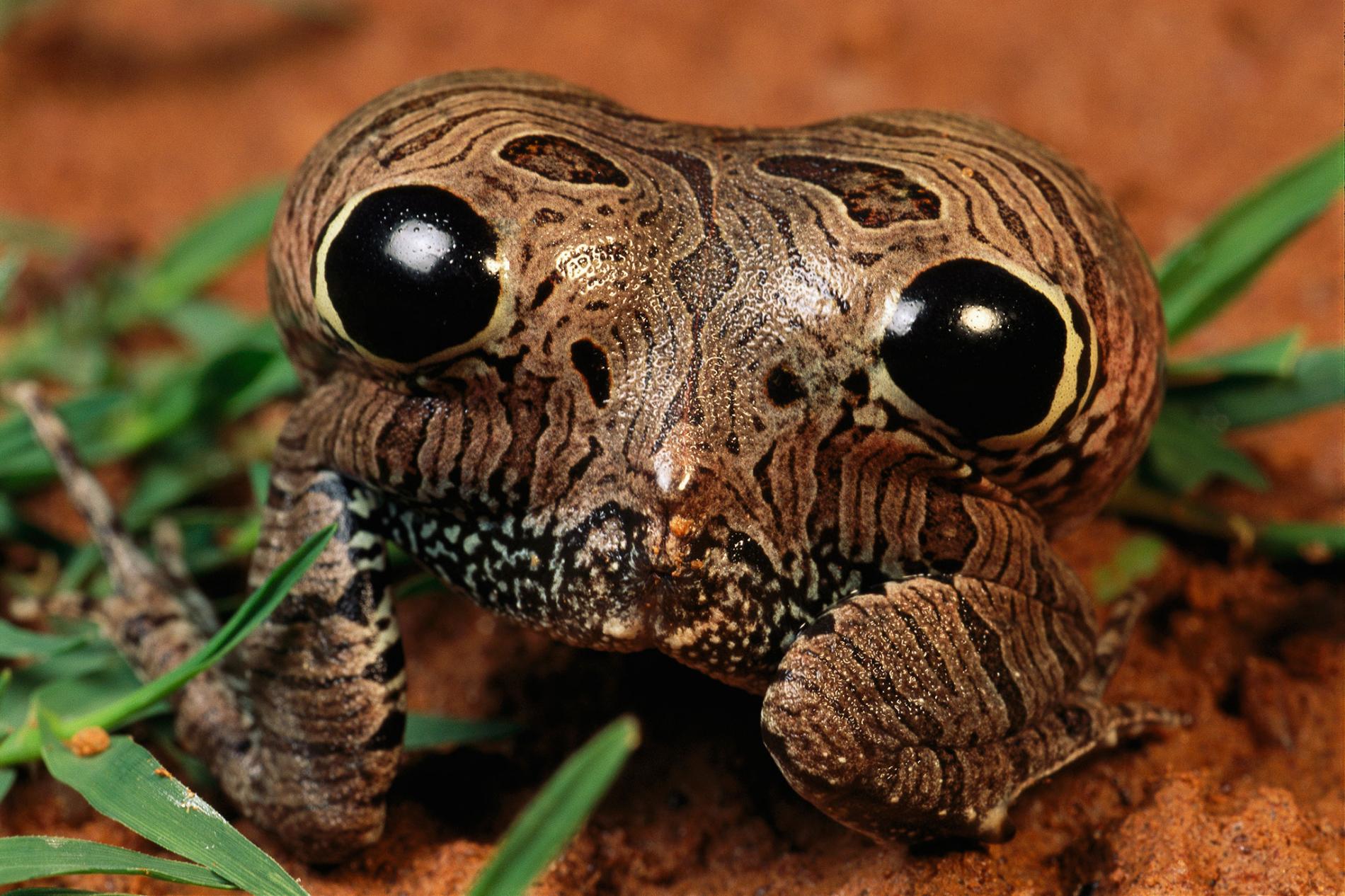 Les fesses à motifs d'yeux de la grenouille Physalaemus nattereri Via National Geographic photo par George Grall