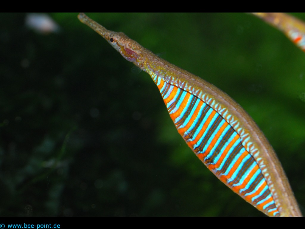 Le spectaculaire poisson tuyau Microphis deocata. Amphidrome (vivant entre la mer et l'eau douce du Gange), il est surtout caractérisé par le rôle du père qui non content de porter une poche ventrale incubatrice, s'en sert pour séduire les femelles.