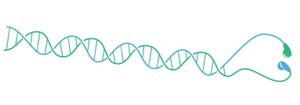ADN et écouteurs : quel sac de nœuds ! 