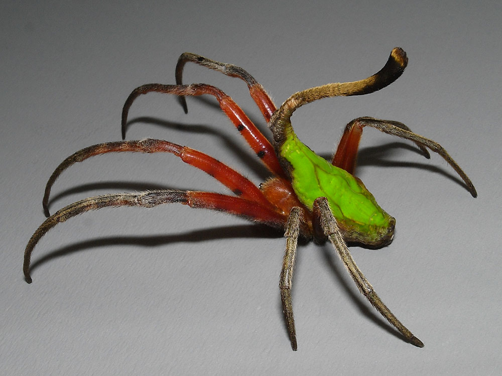 Les araignées du genre Poltys arborent souvent des formes invraisemblables leur permettant pourtant de se camoufler dans la végétation. Ici peut-être l'espèce Poltys idae