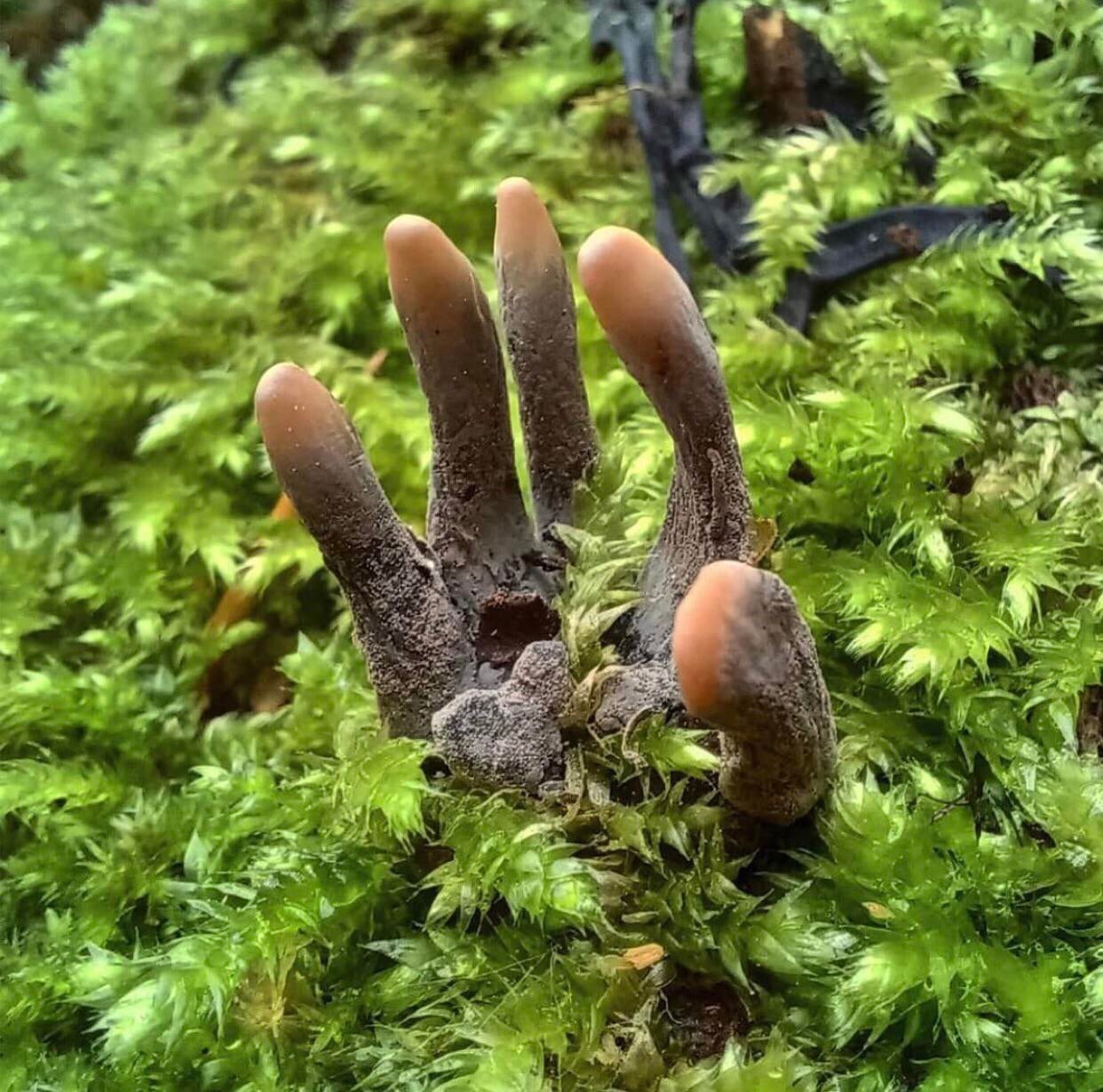 Xylaria polymorpha ou la Xilaire polymorphe, est un champignon saprobionte (du gr. sapros « putride » et  biôn « vivant ») dont l'apparence évoque des doigts humains putréfiés.