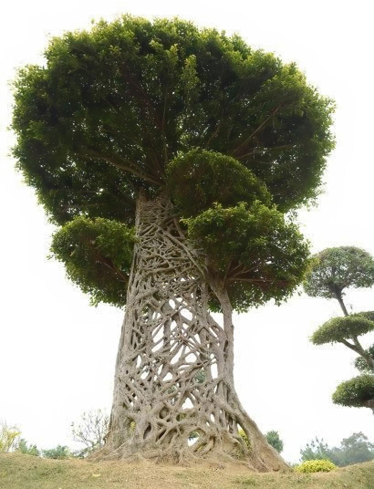 Un figuier étrangleur dans le parc nanhu (Nanning, Chine) montre son réseau de racines aériennes qui entouraient l'arbre porteur qu'il a fini par tue, limitant sa croissance