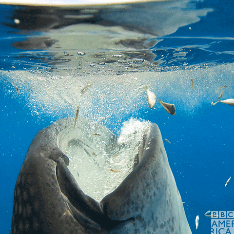 La technique implacable du requin baleine (Rhincodon typus) pour capturer ses proies à la surface et que je compte imiter à la réouverture des restaurants...