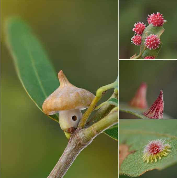 La beauté des galles, abris de larves de guêpes parasitaires, photographiées par Timothy Boomer La beauté des galles, abris de larves de guêpes parasitaires, photographiées par Timothy Boomer