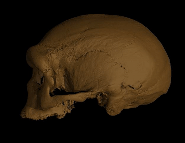 Découverte d'une nouvelle espèce humaine, Homo longi, l'homme dragon, dont un crâne vieux de 140000 ans, caché dans un puits chinois pendant 85 ans a été redécouvert et analysé dans 3 récentes publications Découverte d'une nouvelle espèce humaine, Homo longi, l'homme dragon, dont un crâne vieux de 140000 ans, caché dans un puits chinois pendant 85 ans a été redécouvert et analysé dans 3 récentes publications