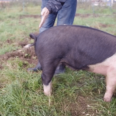 Une technique originale pour lisser la queue tirbouchonnée d'un cochon Une technique originale pour lisser la queue tirbouchonnée d'un cochon