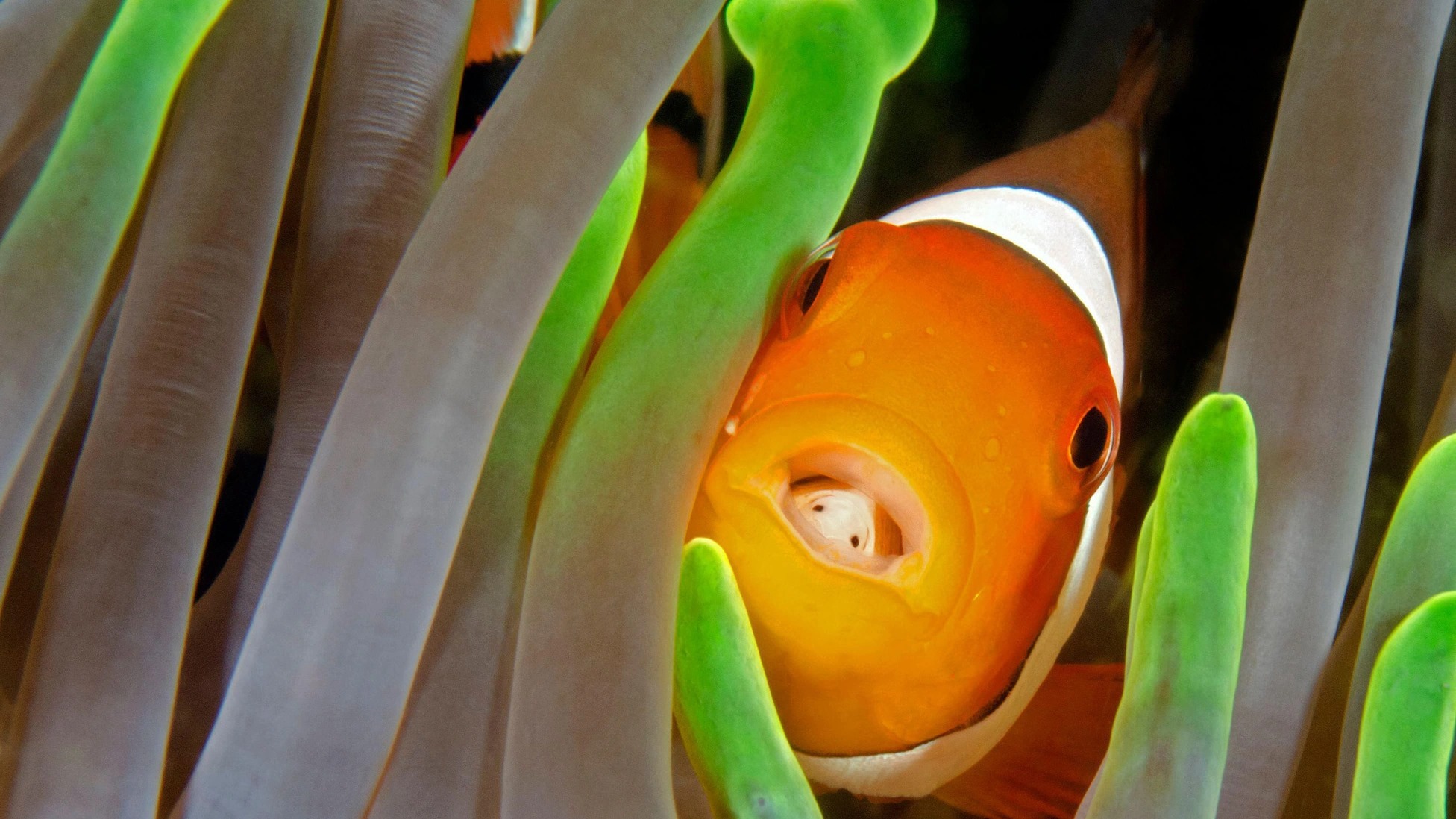 Cymothoa exigua est souvent présenté comme le "pou mangeur de langue" alors qu'il faudrait, pour être plus exact, le surnommer "Isopode croqueur de Basihyal" Comme d'habitude, la science est tout en nuance. Cymothoa exigua est souvent présenté comme le "pou mangeur de langue" alors qu'il faudrait, pour être plus exact, le surnommer "Isopode croqueur de Basihyal" Comme d'habitude, la science est tout en nuance.