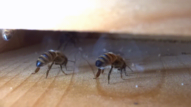 Ces abeilles, à l'entrée de leur ruche, ventilent leur colonie pour en réguler la température. Ces abeilles, à l'entrée de leur ruche, ventilent leur colonie pour en réguler la température.