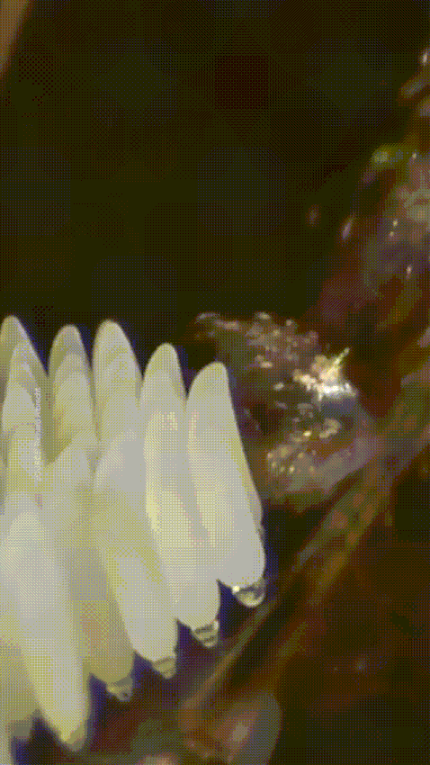 Cette soumission pour le concours de vidéo du Nikon small world competition est impressionnante et a reçu une mention honorable : la ponte d'une femelle moustique de l'espèce Culex pipiens filmée par Richard Albrecht Cette soumission pour le concours de vidéo du Nikon small world competition est impressionnante et a reçu une mention honorable : la ponte d'une femelle moustique de l'espèce Culex pipiens filmée par Richard Albrecht