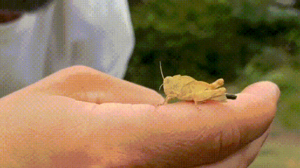 Ce criquet propulse sa crotte avec ses pattes arrières. Ça parait rigolo, mais c'est probablement pour éviter que prédateurs et parasites ne soient attirés par son odeur. Ce criquet propulse sa crotte avec ses pattes arrières. Ça parait rigolo, mais c'est probablement pour éviter que prédateurs et parasites ne soient attirés par son odeur.