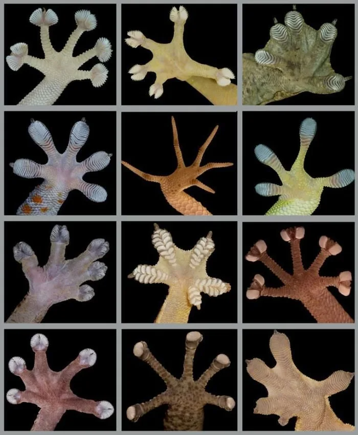 Connaissiez-vous l'immense diversité de forme des pieds des geckos?