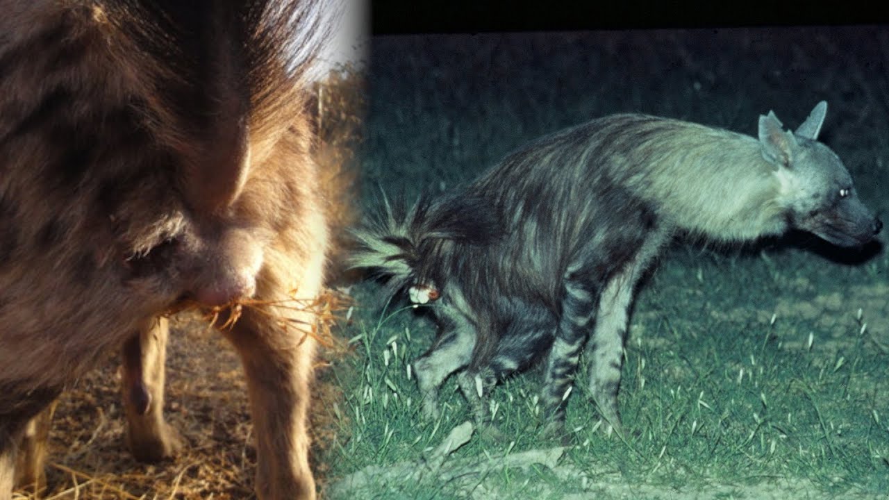 Est-ce qu'on commencerait pas cette semaine en apprenant que les hyène communiquent avec leur congénères en retournant leur anus pour déposer une sorte de "beurre" odorant produit par des glandes spécialisées ?