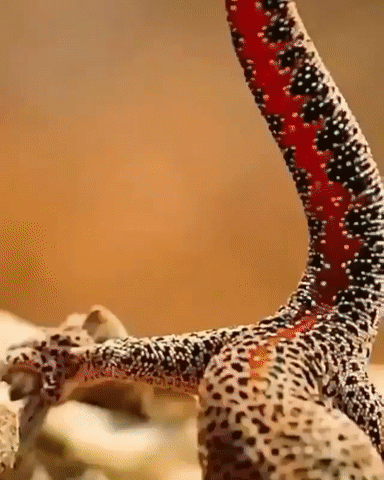 Le gecko à queue dorée peut sécréter et projeter une substance collante et malodorante depuis sa queue Gif tiré du documentaire Tinyworld