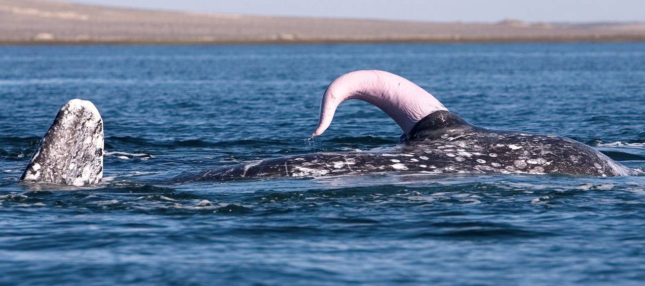 Le plus grand phallus appartient au plus grand animal de la planète, la baleine bleue. Il mesure en moyenne 2,5m de long pour un diamètre fin de 30-36cm et pouvant éjaculer 17 litres de sperme (volume déduit du poids des testicules : env. 50 kg)