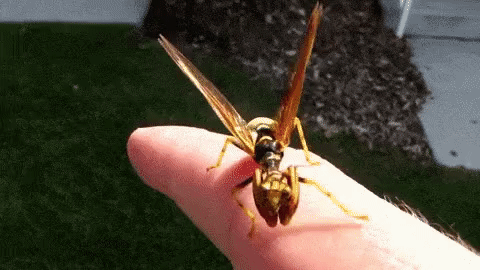 Les mantispes sont des insectes possédant des pattes ravisseuses comme une mante et des ailes nervurées comme une guêpe.