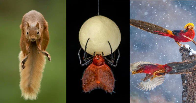Les 25 clichés sélectionnés dans la compétition de la photo naturaliste de l'année 2021 sont assez folles! 