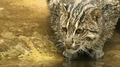 Tous les chats ne craignent pas l'eau ! Le chat viverrin ou chat pêcheur (Prionailurus viverrinus), avec ses pattes palmées, est un bon nageur !