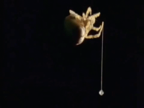 Les araignées bolas ne tissent pas de toiles, mais un simple fil dont l’extrémité est recouverte d'une glu. En émettant des phéromones de mouches ou papillons femelles, elle attire facilement des mâles qu'elle piège ensuite à l'aide de son bola.