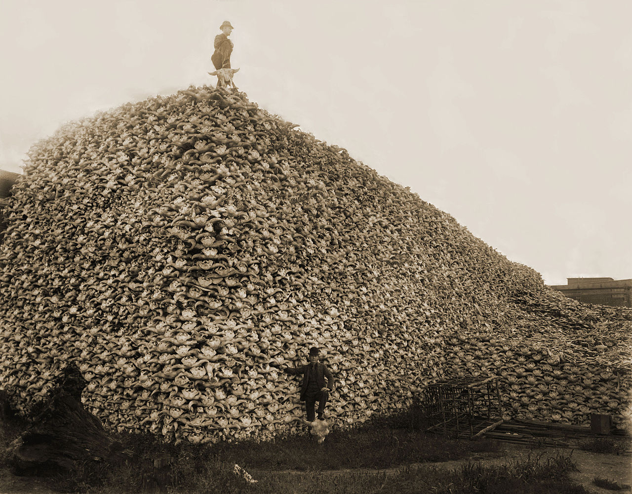 Cette photo de 1892 montre l'étendue du massacre de Bisons américains dès le XIXe siècle Leurs os servaient au raffinage du sucre, d'engrais et dans la porcelaine. Ce massacre servait également à mettre en difficulté les populations d'Indiens