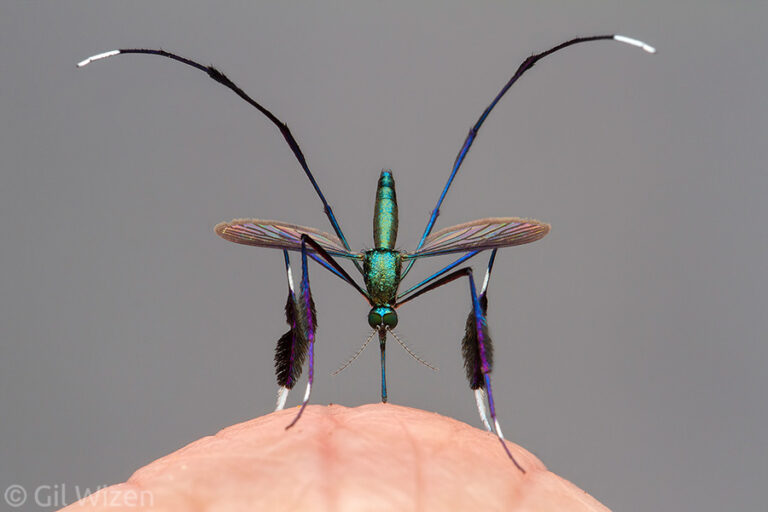 Comment le photographe Gil Wizen a immortalisé ce repas de sang d'un moustique de l'espèce bigarré Sabethes sp. 