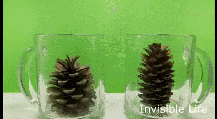 Les cônes de pins peuvent se refermer au contact de l'eau et ainsi protéger les graines
