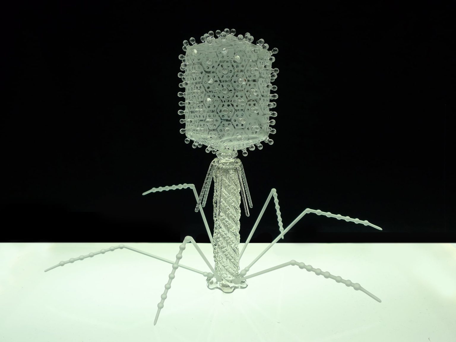 Les splendides modèles en verre de micro-organismes et virus, signés Luke Jerram 