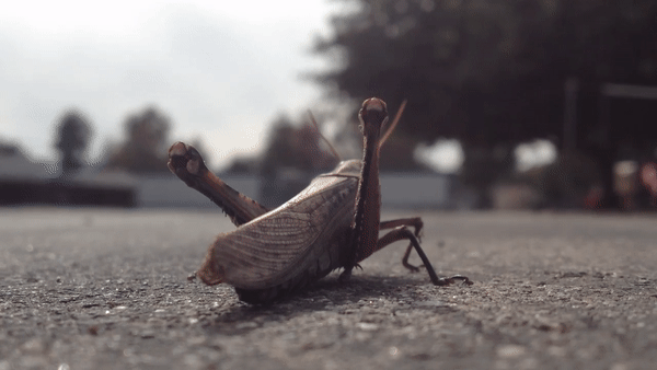 Une fantastique animation par Wayne Unten : Golden Age of Insect Aviation: The Great Grasshoppers.