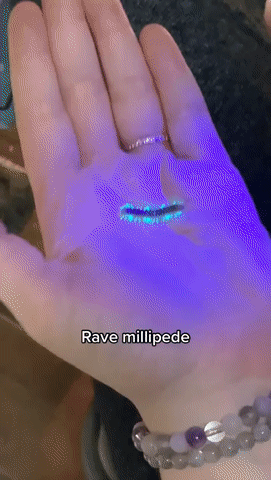 Les pattes de ce myriapode du genre Sigmoria fluoresce aux UV.