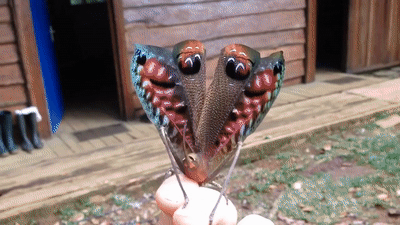 Cette sauterelle feuille de Guyane peut se dissimuler ou tenter d'effrayer ses prédateurs à l'aide des motifs du revers de ses ailes