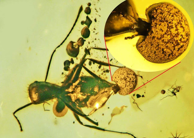Une nouvelle espèce de champignon cordyceps figée dans l'ambre & vieille de 50 millions d'années a été décrite s'extirpant du rectum d'une fourmi