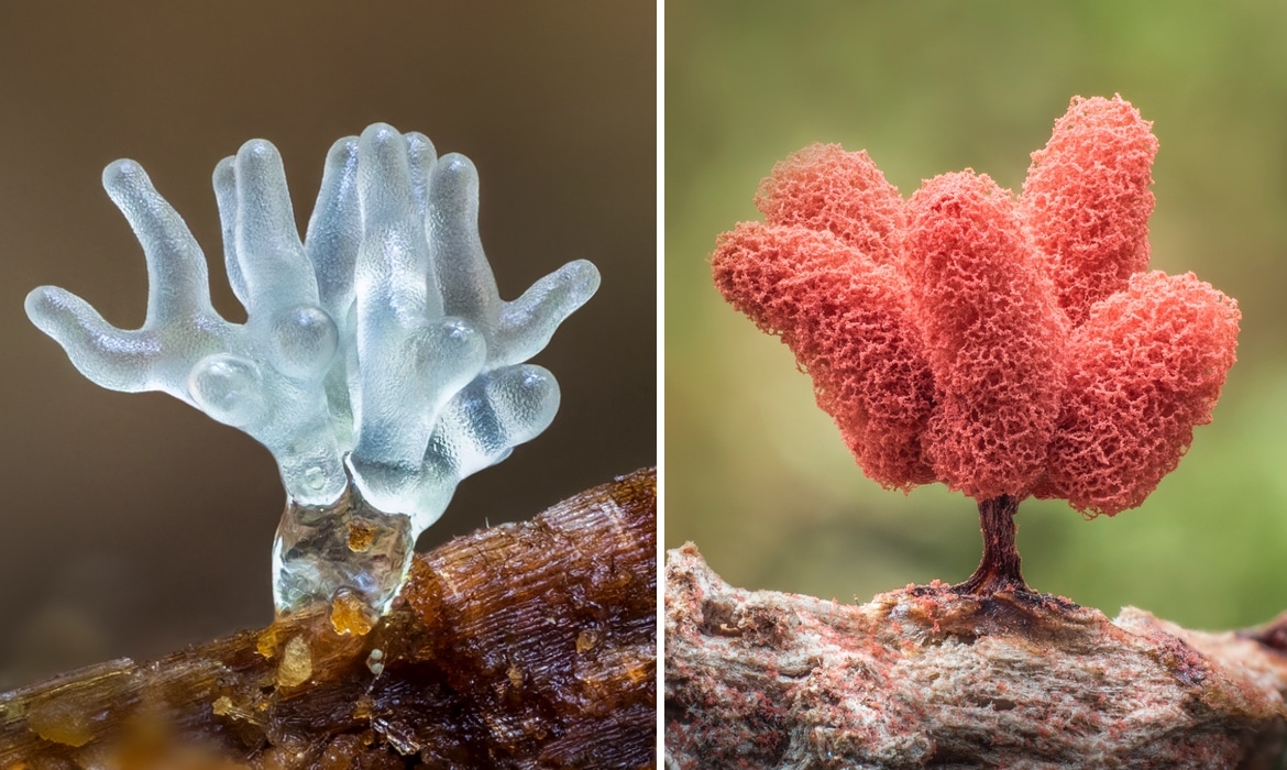 L'incroyable diversité et beauté des myxomycètes révélées par l'objectif de Barry Webb