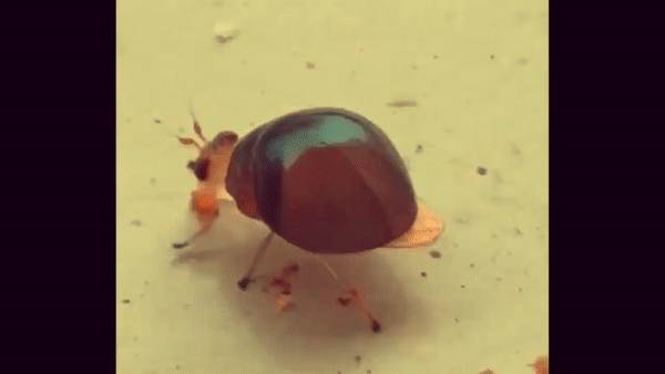 Des choupimouches du genre Celyphus et qui ressemblent à des petits coléoptères