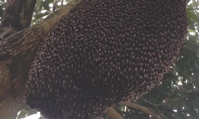 Ces abeilles qui font la hola avec leur abdomen créent des motifs parcourant leur colonie et qui dissuadent les prédateurs.