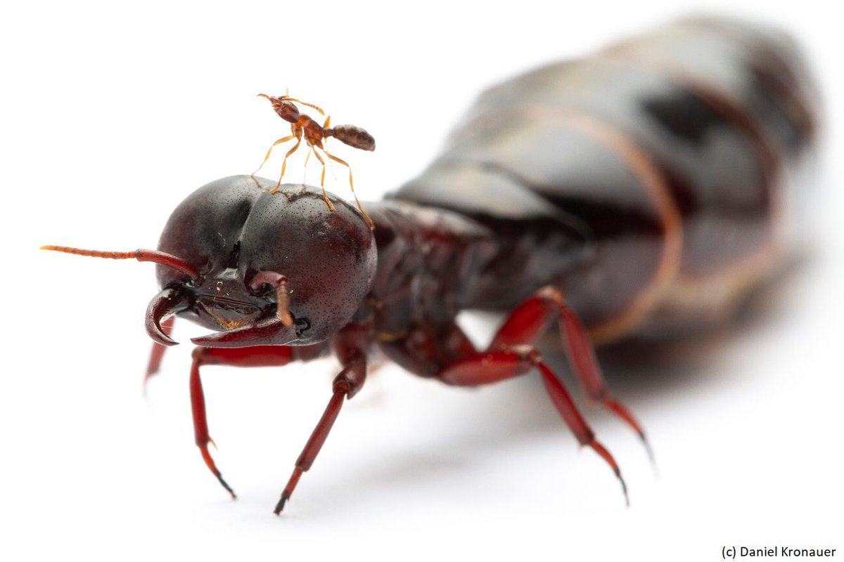 L'impressionnant polymorphisme entre la plus petite ouvrière et la reine de l'espèce de fourmis légionnaires Dorylus molestus. Photographiées par Daniel Kronauer et figurant dans son livre "Army Ants"
