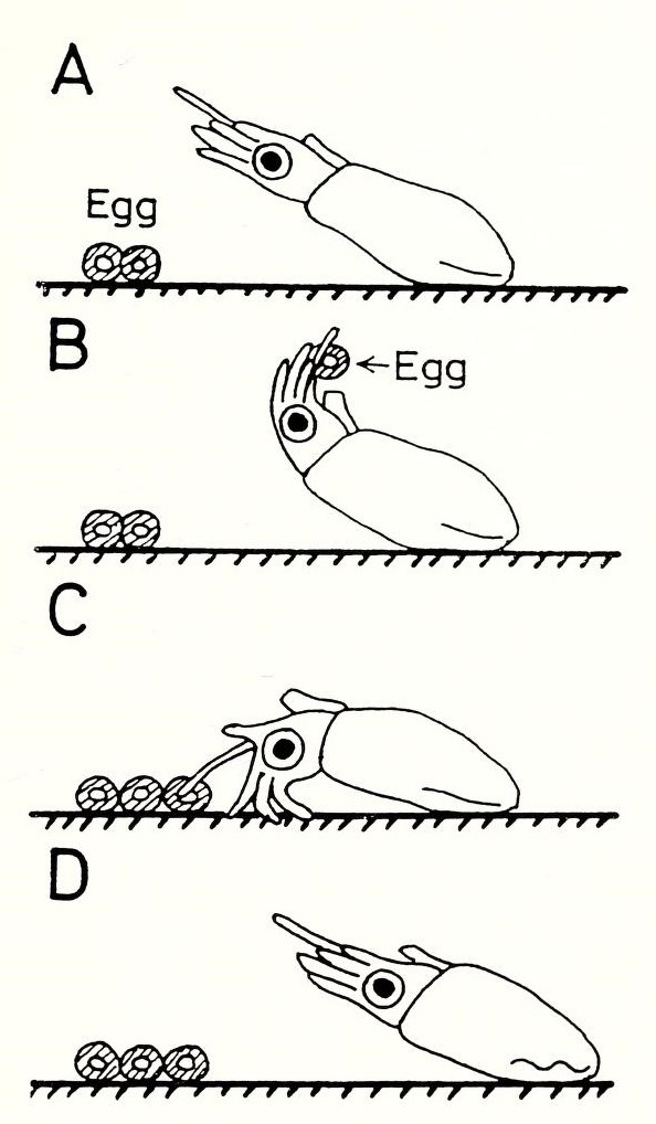 Le titre de cette figure est 'semi-schéma du dépôt d’œufs par Idiosepius pygmaeus" C'est en effet un semi talent d'illustration !