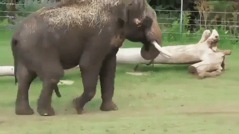 Aujourd'hui je vous partage ma découverte : les éléphants mâles peuvent utiliser leur deuxième trompe pour se gratter le bidou