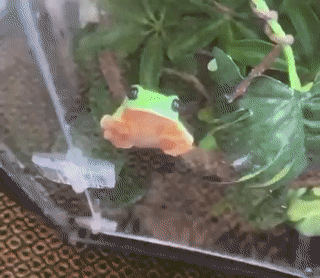 Si coller le bidon à une feuille peut sembler une bonne stratégie de camouflage pour cette grenouille, c'est moins efficace (mais plus hilarant) sur une vitre...