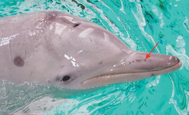 Les dauphins de guyane (Sotalia guianensis) portent des vestiges de poils sensoriels (vibrisses) qu'ils exploitent pour percevoir les champs électriques