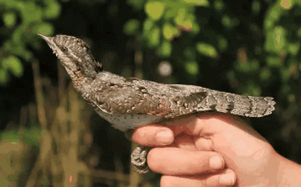 #Etymozoo : Torcol (anciennement torcou) décrit en français le comportement de cet oiseau qui tord et tourne le cou de côté et en arrière, la tête renversée vers le dos, et les yeux à demi fermés tel un serpent