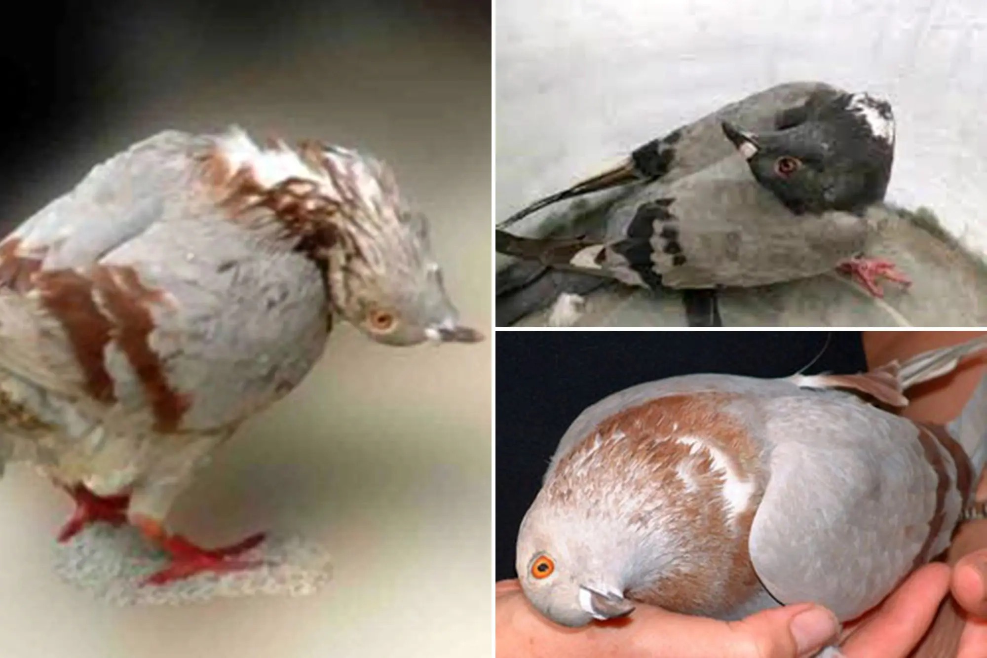 Les paramyxovirus entrainent des symptômes neurologiques particulièrement impressionnants chez les pigeons et la volaille, avec notamment des torsions du cou caractéristiques leur donnant l'allure d'oiseaux zombies