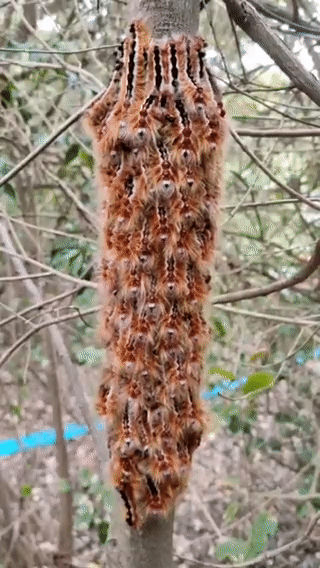 Ces chenilles d'Eutricha capensis réagissent aux vibrations pour se protéger des prédateurs ou de guêpes parasitaires