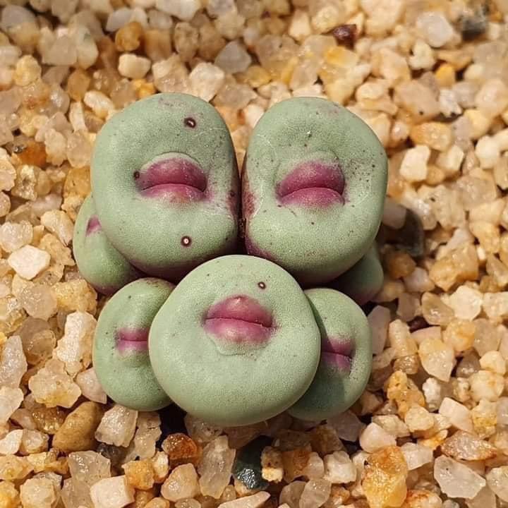 Les succulentes Conophytum pageae ressemblent à des lèvres, ce qui est particulièrement perturbant quand elles fleurissent…