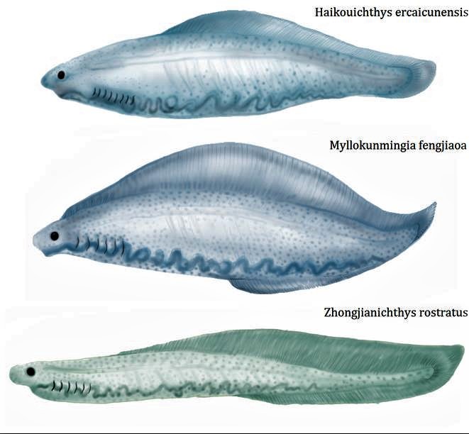 silhouettes de Haikouichthys, Myllokunmingia et Zhongjianichthys