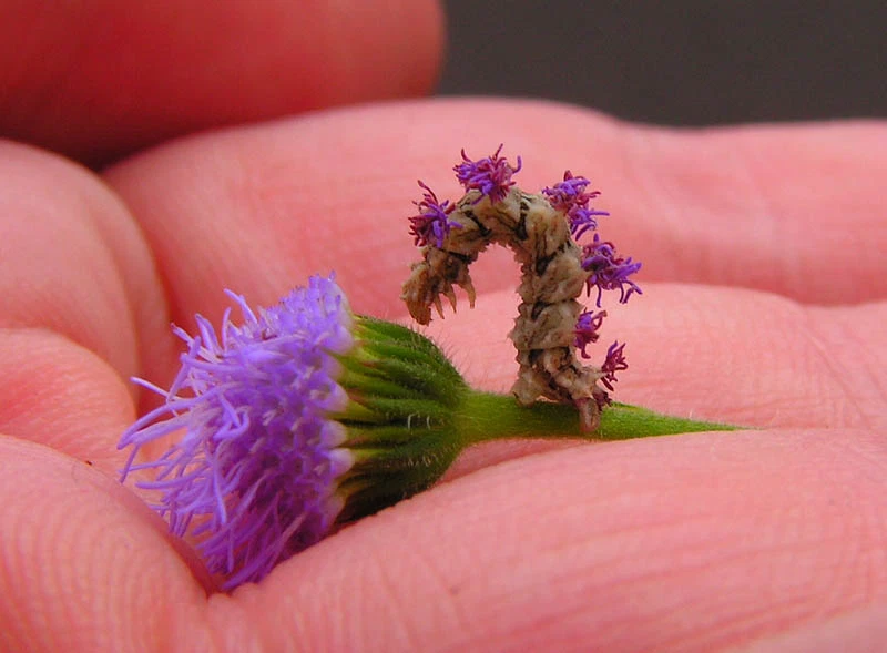 Chez l'espèce Synchlora aerata, la chenille se nourrit de plantes et vole les fleurs pour se les attacher sur le dos et parfaire leur camouflage 